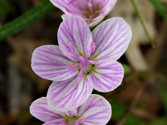 {Claytonia virginica}